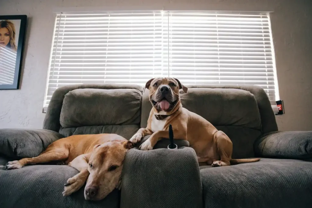 Box Media Filtration for Homes with Pets: A Must-Have?